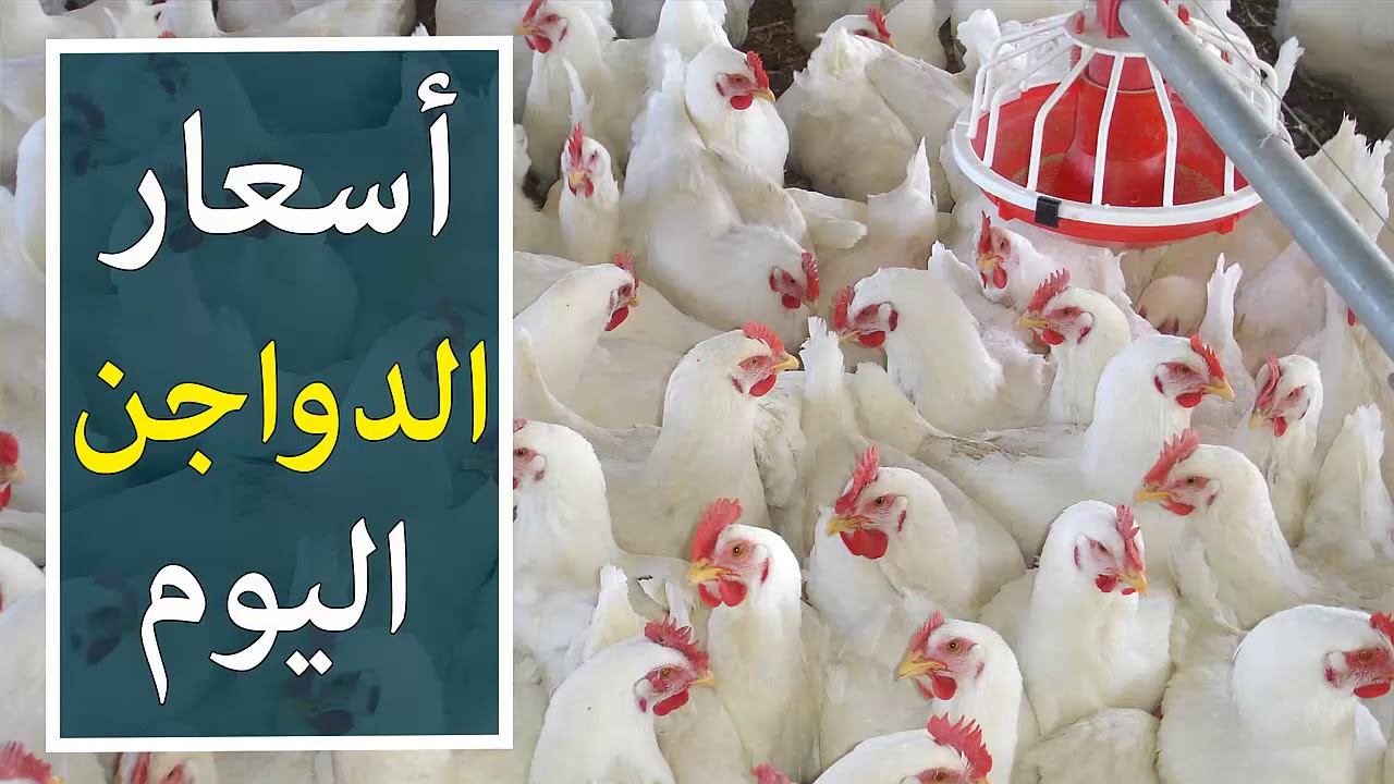 خزني بسرعة ياست الكل.. أسعار الفراخ البيضاء والأمهات اليوم الأحد 20 يوليو في الأسواق المصرية والمزرعة بورصة الدواجن
