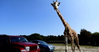 ما حقيقة فيديو هروب زرافة وغرقها في النيل؟ حديقة الحيوان تكشف التفاصيل المثيرة!