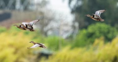 هل تعلم كيف تصل الطيور المهاجرة إلى الصين لتستمتع بفصل الشتاء؟ اكتشف رحلة الهجرة المثيرة!