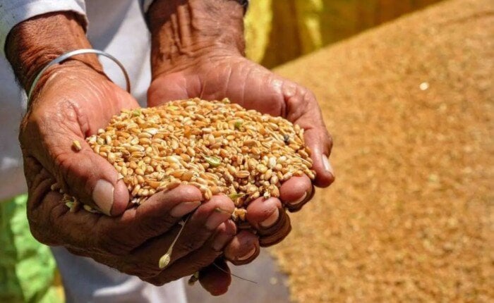 هل ستنجح مصر في مواجهة تحديات الأمن الغذائي؟ انخفاض واردات القمح إلى 9.4 مليون طن خلال 9 أشهر ونصف!